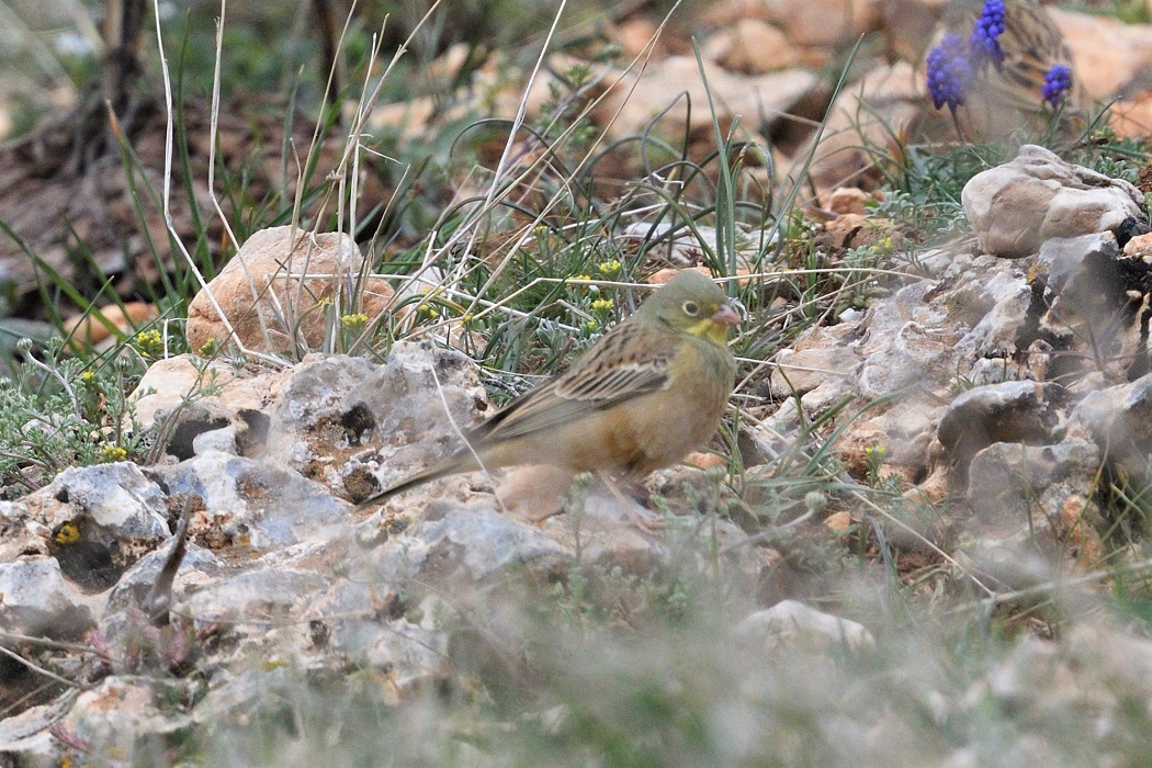 Cretzschmar's Bunting